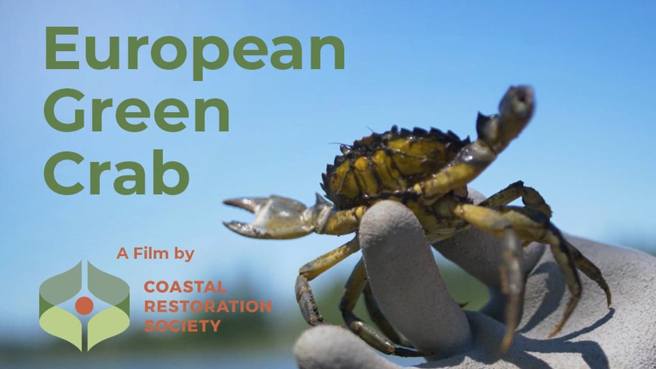 European Green Crab
